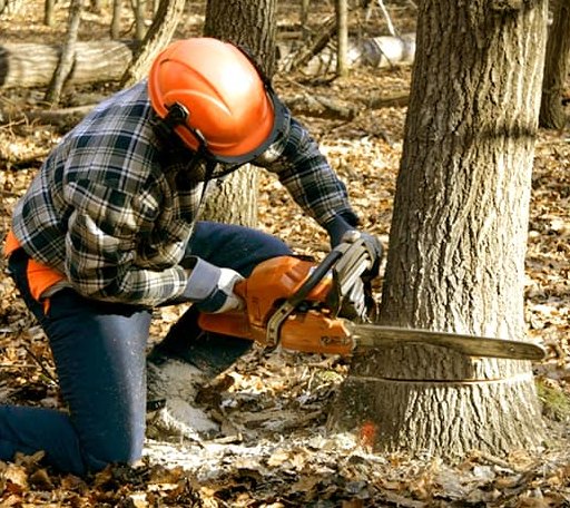 Tree Removal in Two Buttes, CO